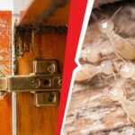 How Often You Should Get a Termite Inspection